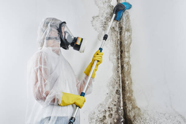 Choccolocco, AL Mold Removal Company